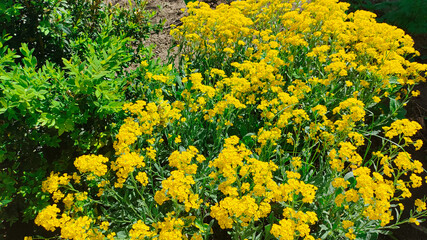 bush of yellow flowers. yellow grass. many small yellow flowers. spring nature. summer flowers.