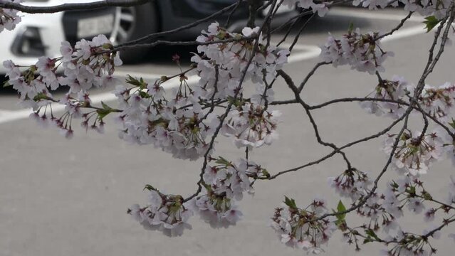 벚꽃 나무 봄 계절 tree spring season