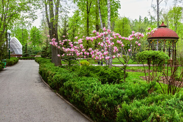 Magnolia with flowers near an alley with an asphalt path and a gazebo in a park in Kharkiv city (Ukraine). Trees and bushes with green leaves on a spring day