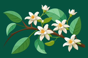 Fragrant jasmine blossoms on a vine