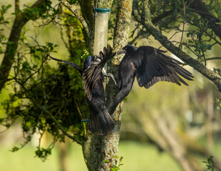 Pair of crows fighting at a bird feeder