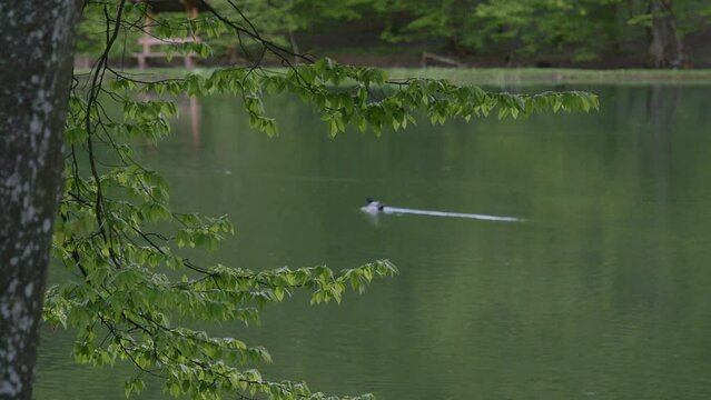 Birds and animals in wildlife concept. Amazing mallard duck swims in lake or river