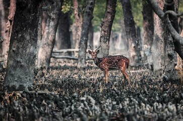Wild Spotted deer in Sundarbans.Spotted Deer of Sundarbans (Axis axis) is possibly the most...