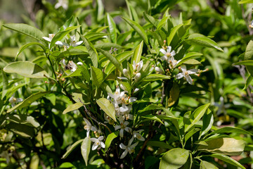 Bee collect nectar with orange tree flowers close-up, on a spring, sunny day