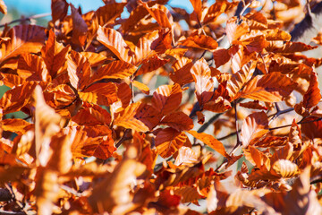 orange foliage on the branch in autumn. beautiful nature texture