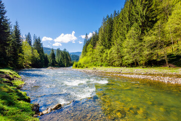 river flows through the valley of carpathian mountains. shallow water reveals stones. synevyr national park of ukraine. beautiful landscape in spring on an sunny morning - obrazy, fototapety, plakaty