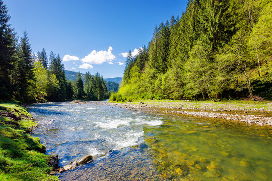 river flows through the valley of carpathian mountains. shallow water reveals stones. synevyr national park of ukraine. beautiful landscape in spring on an sunny morning
