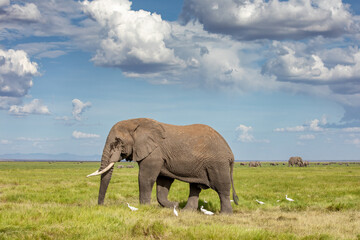Naklejka na ściany i meble An elephant walks across the grasslands of Amboseli National Park, Kenya. Wide open space with big blue sky cloudscape.