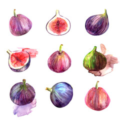Hand drawn watercolor fig fruit illustration set with artistic paint stain.