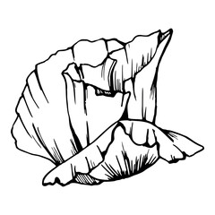 Vector set of elements with hand drawn peony poppy flowers. Isolated on white background. Botanical graphic illustration. Design for invitations, wedding, love or greeting cards, paper, print, textile