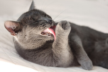 Beautiful gray cat licking herself on a bed , close-up