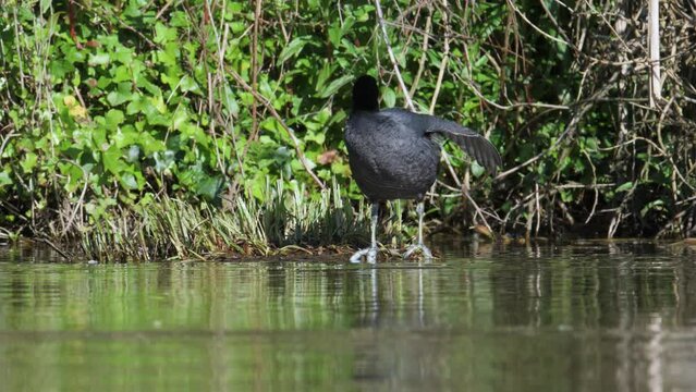 Eurasian Coot or Common Coot, Fulica atra on the water at spring time