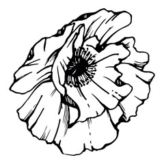 Vector set of elements with hand drawn peony poppy flowers. Isolated on white background. Botanical graphic illustration. Design for invitations, wedding, love or greeting cards, paper, print, textile