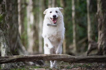 Obraz premium Dog in nature