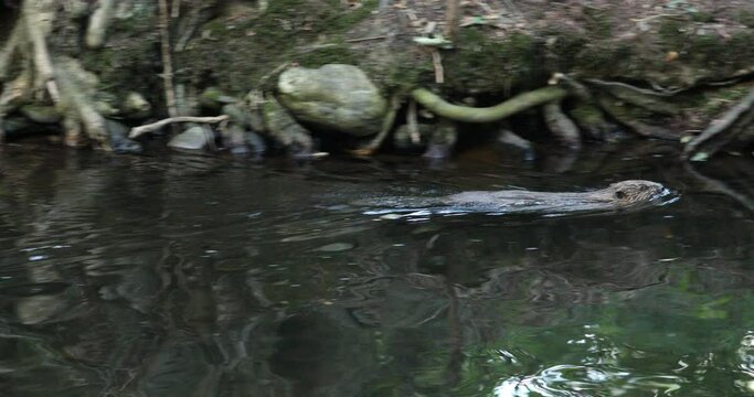 Wild European beaver, Castor fiber, swimming in water along roots in river bank. Brown furry animal with long flat tail. Largest European rodent in nature habitat. Beaver gnawing branch. Evening.