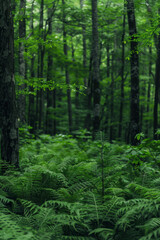 Leveraging the serene beauty of a pristine forest as a backdrop to enhance the appeal of eco-friendly products.