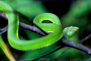 Fototapeta premium A close-up of a Chinese Green Tree Viper, showcasing its vibrant green scales and red eyes. The snake is coiled around a branch, displaying its natural behavior. Wulai District, New Taipei City.