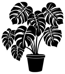 black silhouette of monstera flower without background