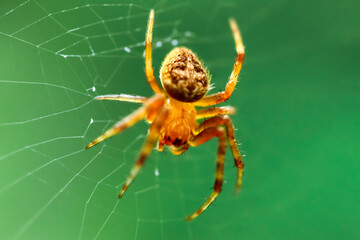 A vibrant golden Neoscona punctigera spider, intricately detailed, is captured mid-web weaving....