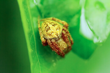 A vibrant golden Neoscona punctigera spider, intricately detailed, is captured mid-web weaving....