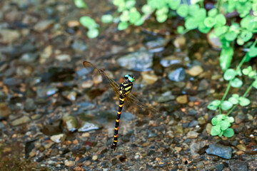 Vivid Anotogaster klossi dragonfly hovering over clear waters, showcasing its striking colors and patterns. Captured in mid-flight, displaying agility and grace. Wulai District, New Taipei City.