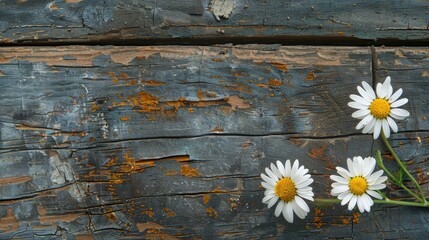 Camomile on a Weathered Board