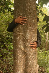 hug a tree. love the universe. thicket forest. protected forest. green forest in rainy season. The concept of nature conservation, protecting the environment. Protection from deforestation or climate 