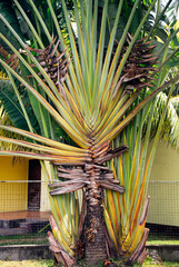 Blue Bay, Mauritius, Africa - Traveller's Tree or Traveller's Palm, Ravenala madagascariensis
