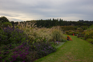 Flowers in the Auckland Botanic Garden in New Zealand