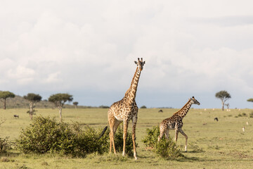 two giraffe in the wild on safari in the Masai Mara in Kenya