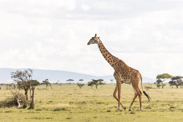 single giraffe walking across the savanah with mountains on safari in the Masai Mara in Kenya