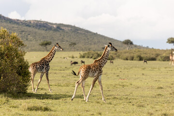 Naklejka na ściany i meble two baby giraffe on safari in the Masai Mara in Kenya