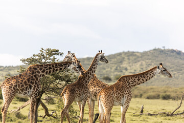 group of giraffe on safari in the Masai Mara in Kenya