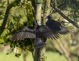 Crows facing off at a bird feeder.