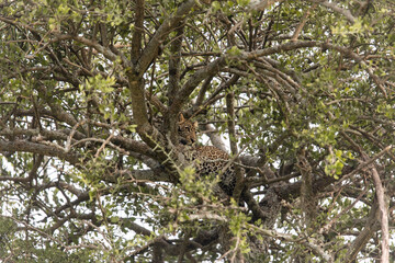 leopard sitting in a tree on safari in the Masai Mara in Kenya