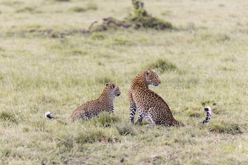 mother and cub leopard on safari in the Masai Mara in Kenya