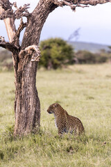leopard sitting under a tree on safari in the Masai Mara in Kenya