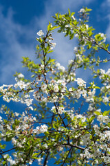 FLores blancas en ramas de cerezo