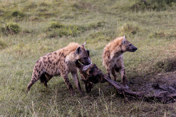 spotted hyenas eating a giraffe carcass on safari in the Masai Mara in Kenya