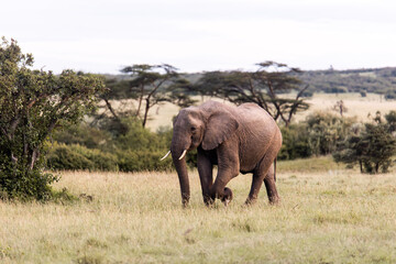 bull elephant walking across the savanah on safari in the Masai Mara in Kenya