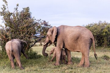 herd of elephants eating at a bush on safari in the Masai Mara in Kenya