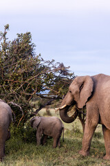 elephants and baby  in the wild in the masai mara, kenya