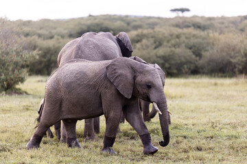 Elephants roaming the savanah in the masai mara, kenya