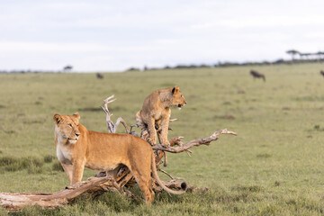 lioness and cub on a tree branch in the savanah in the masai mara, kenya