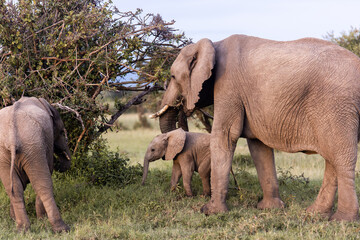 mama elephant and her baby grqazing on safari in the Masai Mara in Kenya
