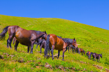 brown horse herd graze on green mountain pasture