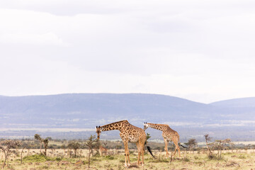 two giraffes walking across the savanah on safari in the Masai Mara in Kenya