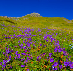 green mountain valley  covered by a wild flowers