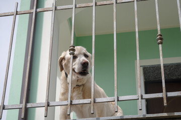 Senior Labrador retriever dog 14 years old in terrace of his house - 795031687
