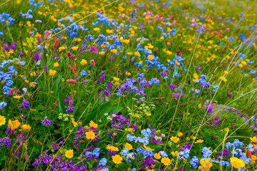 heap ow wild varicoloured flowers in green grass